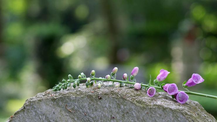 Blühender Ast mit lila Glockenblumen liegt auf einem schlichten, grauen Grabstein in einem verschwommenen Hintergrund.